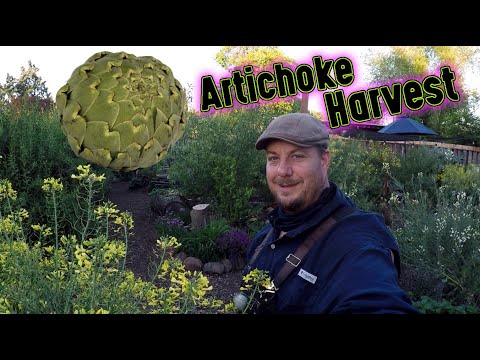 Growing And Harvesting Artichokes | Growing Food At Home Is Easy!