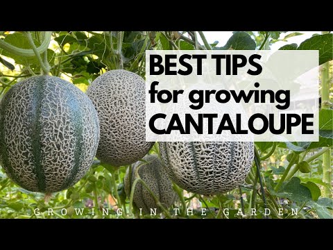 BEST TIPS for growing CANTALOUPE: Grow SWEET, FLAVORFUL cantaloupe with these tips.