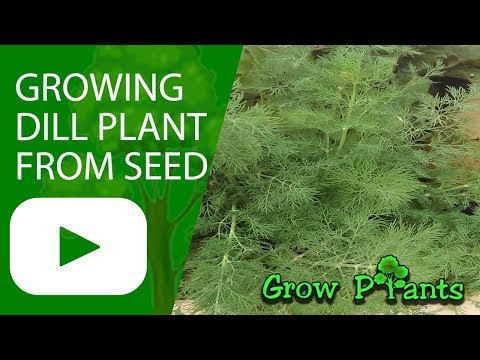 Growing Dill plant from seeds