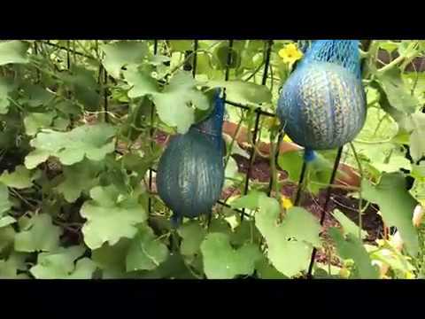 Vertical Growing Cantaloupe Garden