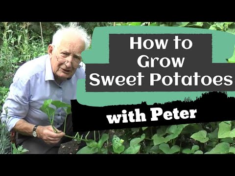 Growing Sweet Potatoes | Garden Ideas | Peter Seabrook