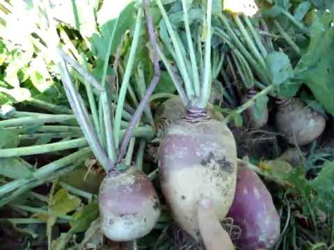 Final Turnip and Rutabaga Harvest