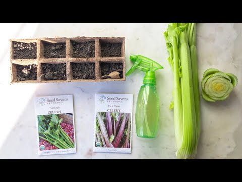 HOW TO GROW CELERY (3 different ways)