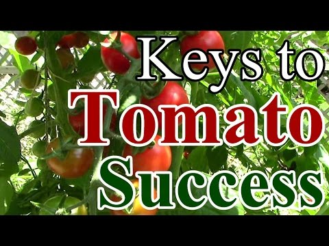 2 Min. Tip: Our Keys to Tomato Growing Success