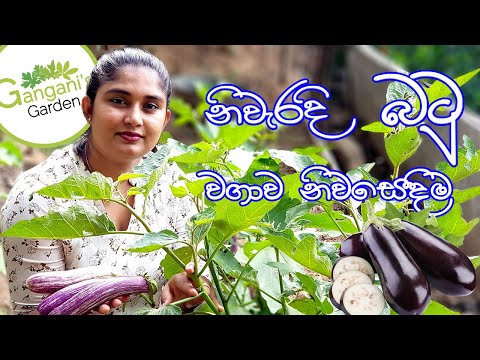 ??????? ??? ???? - How To Grow Eggplant in Sinhala