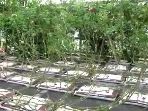 Growing Tomatoes Vertically — VGNtv