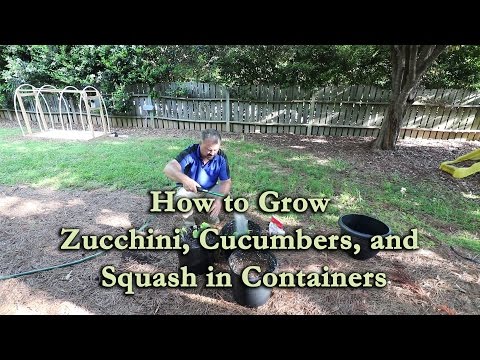 How to grow Zucchini, Cucumbers, and Squash in Containers