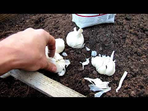 11 Tips for Successfully Planting Garlic in Your Vegetable Garden: Fall Planting!