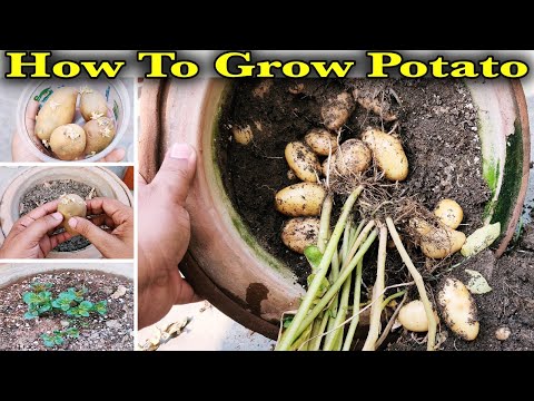 How to Plant & Grow Potatoes at Home ????|| Best Way To Grow Tons of Potatoes in a Container