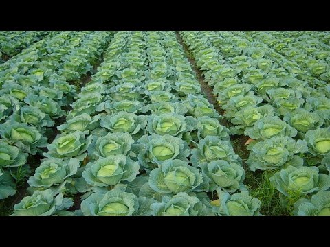How to Grow Cabbage | Cabbage Farming and Cabbage Harvesting