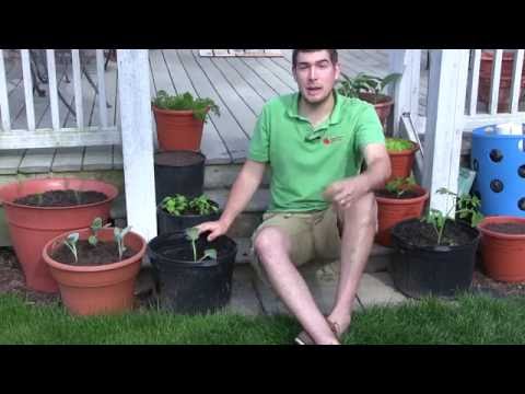 How to Grow Cabbage in Containers - Complete Growing Guide