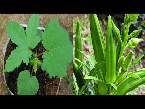 128. How to grow okra faster.,  How to grow bhindi from seed .,