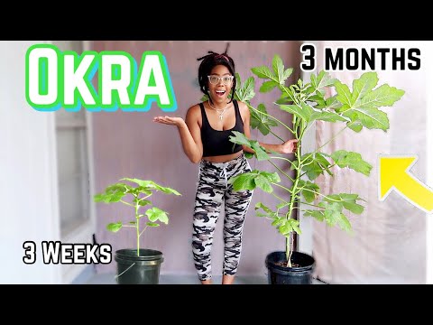 How to grow Okra in containers(SUCCESSFULLY)