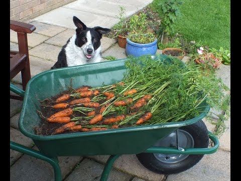 HGV How to grow Carrots in a pot, start to finish. Organic Carrots in a bucket.