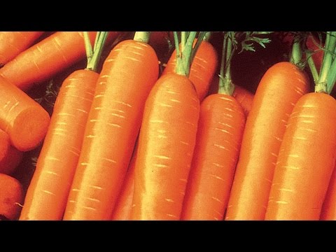 How to Plant and Grow Carrots