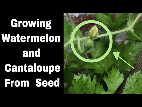 Growing Watermelon and Cantaloupes From Seed, Episode 5