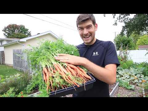 How to Get Longer Straighter Carrots