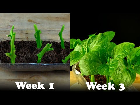 How To Grow Spinach From Stem | Episode34