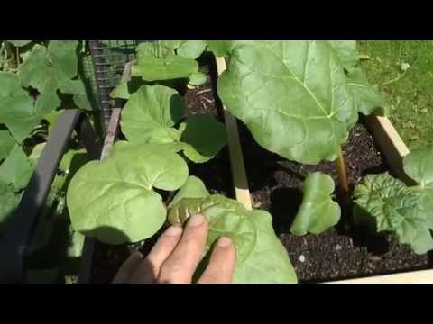 How to grow Rhubarb from Seed and Crowns or Divisions