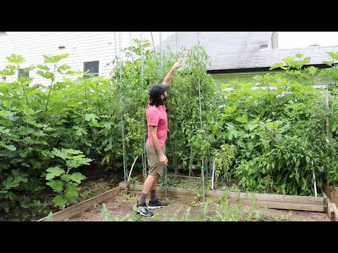 Growing Tomatoes Vertically: More Food in a Smaller Space