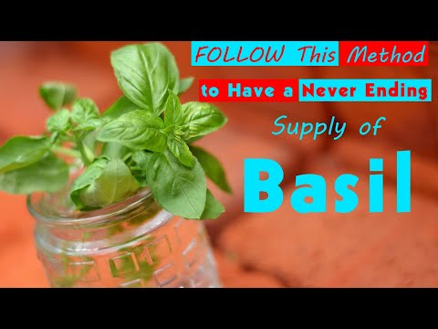 FOLLOW This Method to Have a Never Ending Supply of Basil | Growing Basil in Water