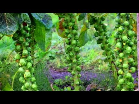 How to Grow Brussel Sprouts from Seed Free from Club Root