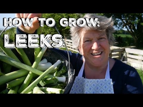 How to grow LEEKS