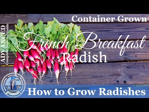 How to Grow Radishes (PROGRESSION) Complete Growing Guide