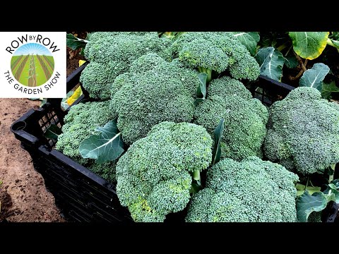 ULTIMATE GUIDE TO GROWING BROCCOLI, CAULIFLOWER, CABBAGE AND MORE!