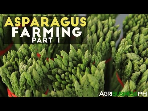 How to grow asparagus in the Philippines | Asparagus farming part 1