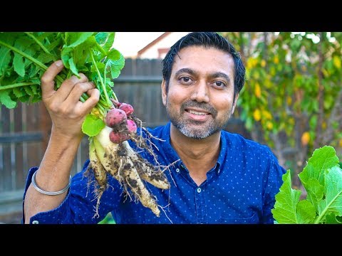 How to Grow Lots of Radish | Mooli