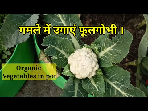 How to grow cauliflower in pot