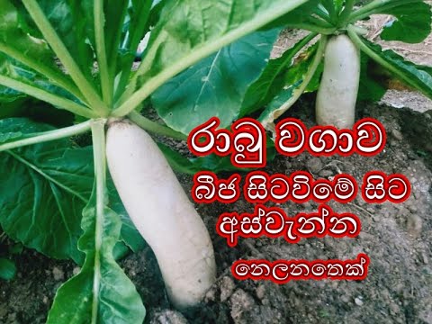 ???? ????   Radish Cultivation rabu wagawa gewathu wagawa ????? ???? Home gardening sinhala srilanka