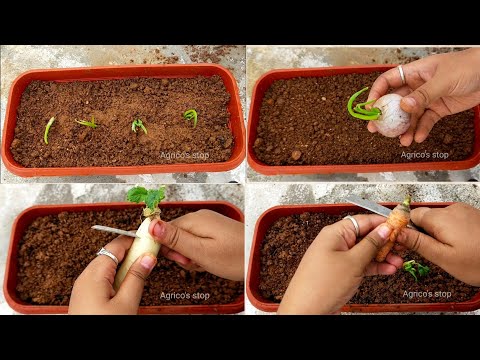 How to grow Carrot,raddish and green onions | regrow carrot raddish and green onions |