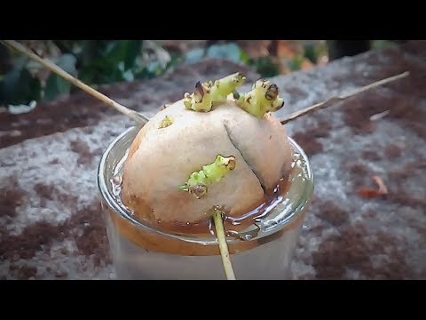 How to grow potatoes indoors