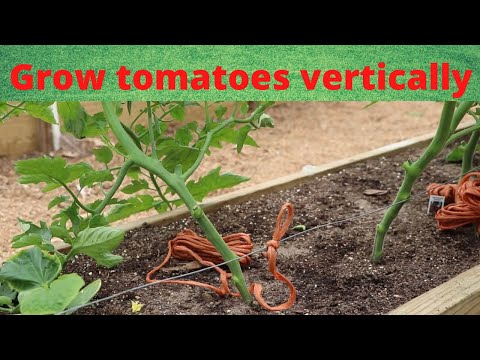 Grow tomatoes vertically in a Mittleider garden