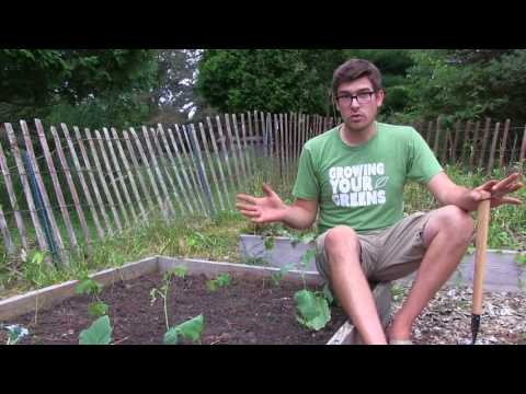 How to Grow Okra - Complete Growing Guide