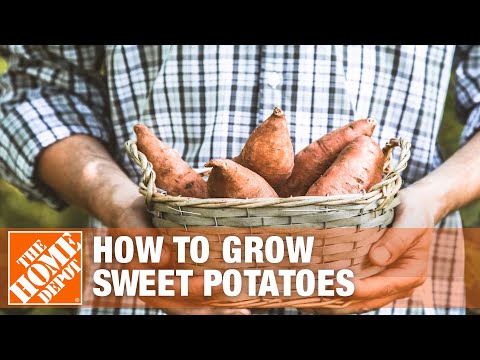 How to Grow Sweet Potatoes | The Home Depot