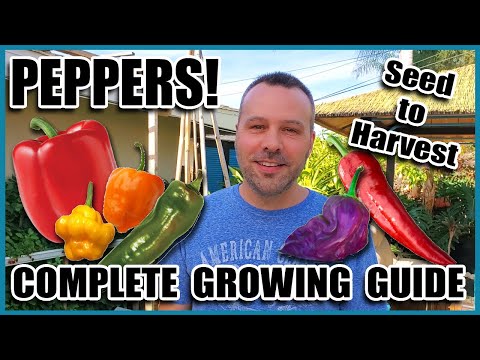 Pepper Growing Tips - Complete Gardening Guide on How to Grow Peppers // Grow More Peppers per Plant