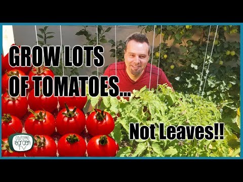 Grow Lots of Tomatoes... Not Leaves // Complete Growing Guide