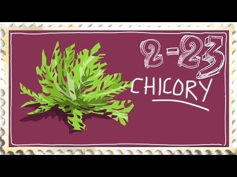 Growing Chicory with a Pea Vine Mulch