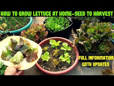 How To Grow Lettuce From Seed-Full Information With Updates