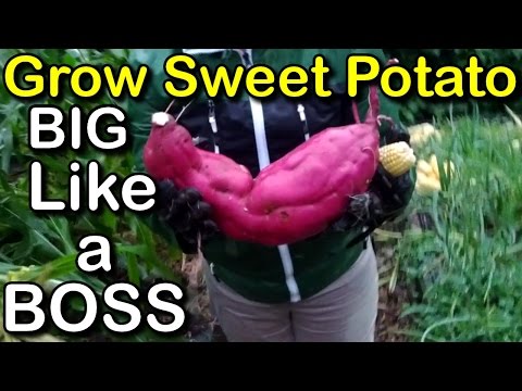 How to Easy Grow Sweet Potato With Lots of Tips