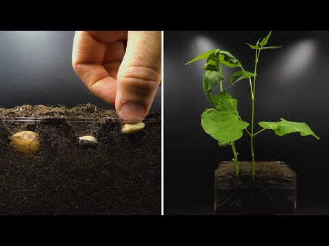 Growing Beans Time Lapse