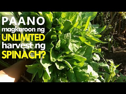 Spinach planting | Paano magtanim ng spinach? | FoodGarden Ph