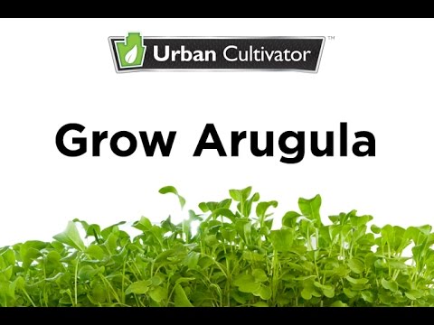 How to Grow Arugula Indoors | Urban Cultivator