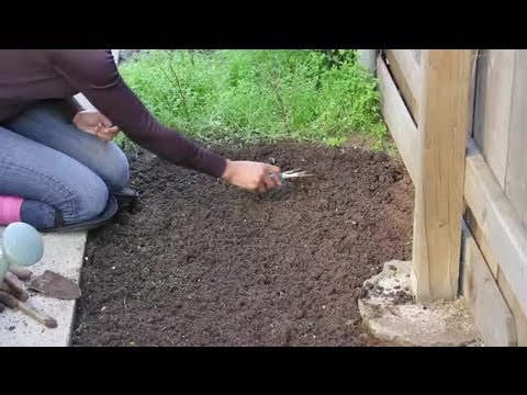How to Plant Sweet Corn Seeds : Seed Planting Tips