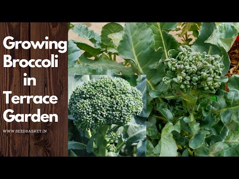 Steps to Grow Broccoli in Home Terrace Garden | Seedbasket | Broccoli time lapse