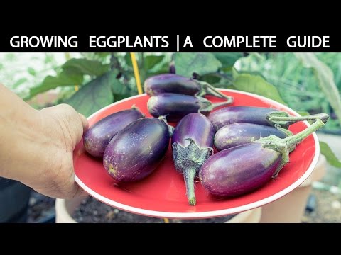 How to Grow Eggplants - The Complete Guide To Growing Eggplants