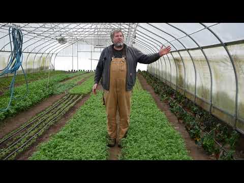 How I Farm Arugula - One of our Top Crops